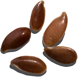 Semillas de lino